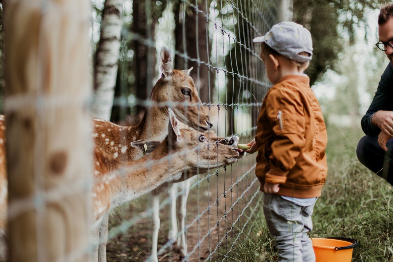 Enfant admirant les biches ressemblant à Bambi dans l'enclos du zoo d'Amnéville, à travers le grillage